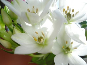 オーニソガラム の花言葉 11月11日の誕生花 今日の誕生花と花言葉