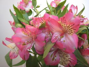 アルストロメリア の花言葉 11月14日の誕生花 今日の誕生花と花言葉