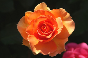 バラ オレンジ の花言葉 11月15日の誕生花 今日の誕生花と花言葉