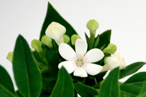 ブバルディア 白 の花言葉 12月26日の誕生花 今日の誕生花と花言葉